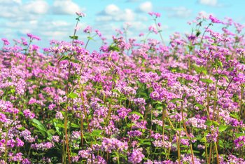 Buchweizenfeld ©Harald Schally/LK Niederösterreich