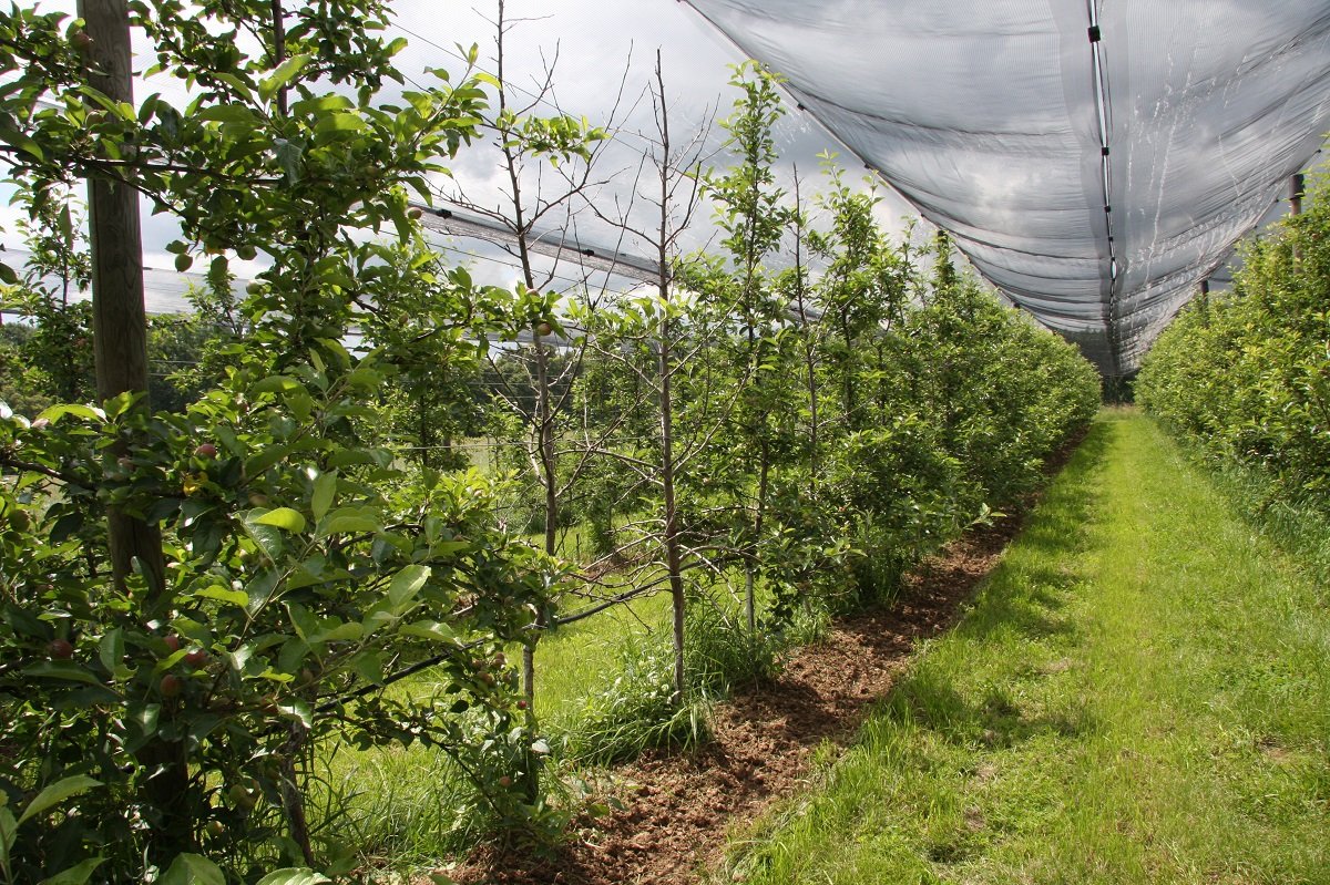 Spindelerziehung der Apfelbäume in der Obstplantage ©Herbert Mitmasser_LK Niederösterreich