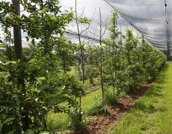 Spindelerziehung der Apfelbäume in der Obstplantage ©Herbert Mitmasser_LK Niederösterreich