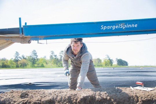 Spargelstechen am Feld mit Erntehelfer