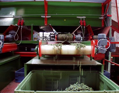 Geerntete Einlegegurken am Förderband ©AMA Marketing