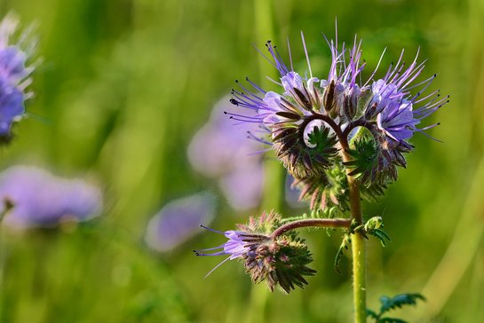 Phacelia Gründüngung