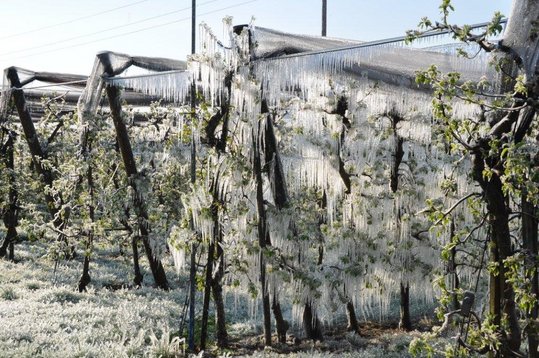 Frostberegnung in der Obstplantage ©LK Niederösterreich/Referat Pflanzenbau
