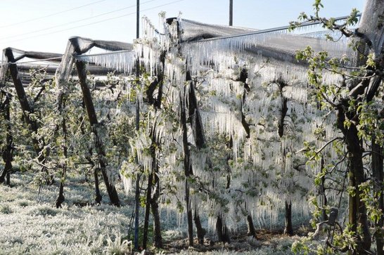 Frostberegnung in der Obstplantage ©LK Niederösterreich/Referat Pflanzenbau