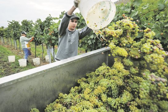 Weinlese ©Sonja Hießberger/LK Niederösterreich