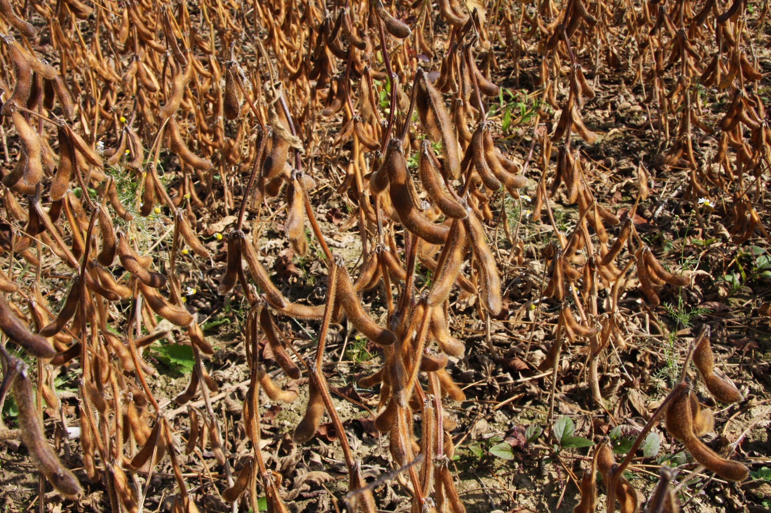 Abgereifter Sojabestand