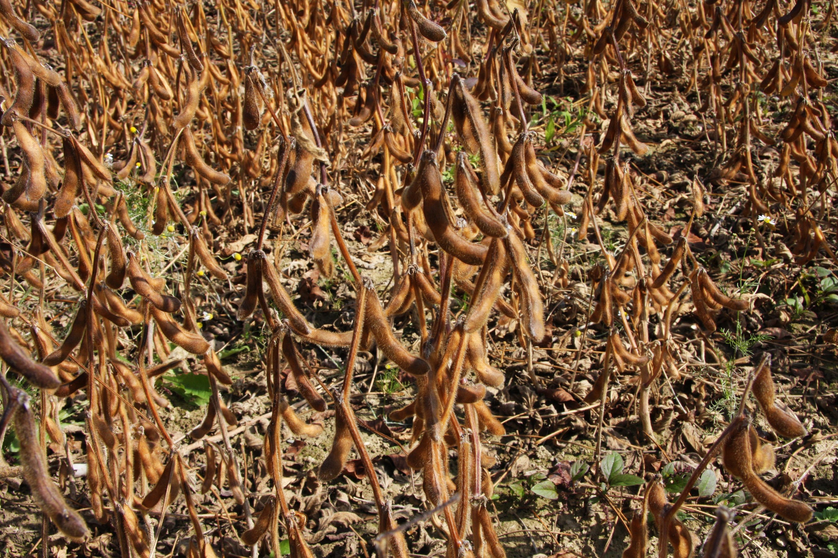 Abgereifter Sojabestand