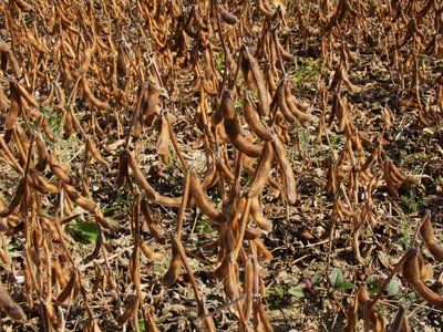 Abgereifter Sojabestand