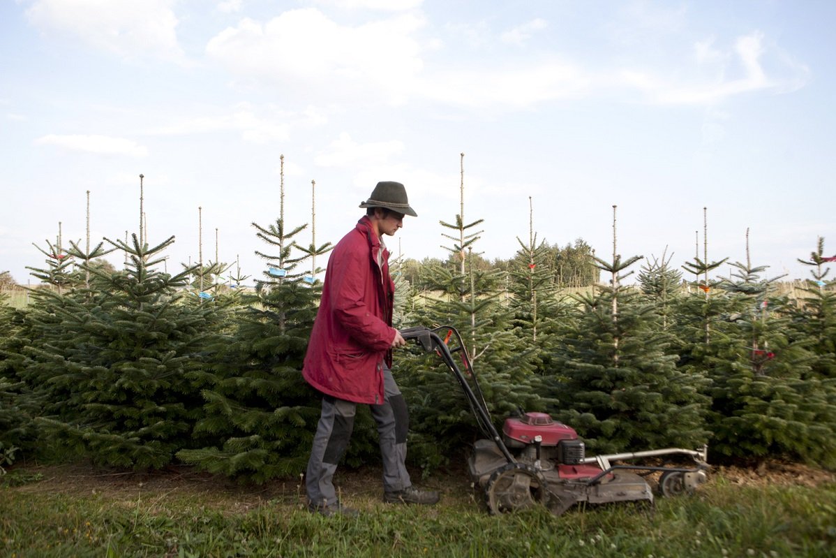 Rasen mähen in der Christbaumkultur