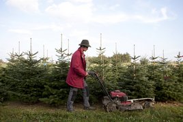 Rasen mähen in der Christbaumkultur