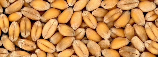 Weizenkörner ©pixabay