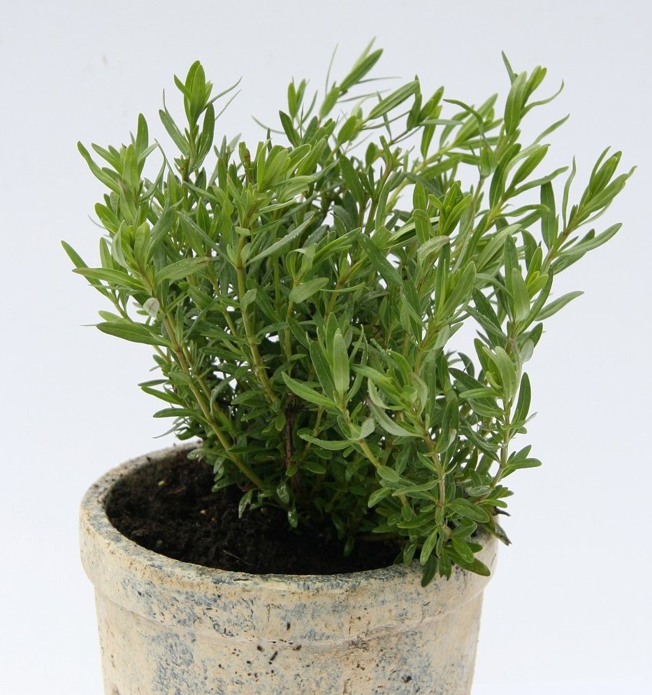 Ysop Pflanze im Topf