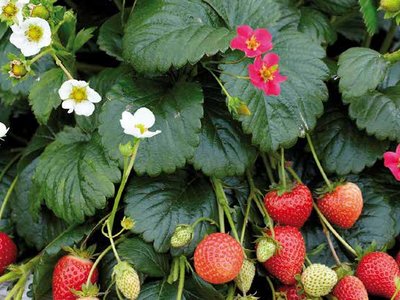 Erdbeerduo Alba & Ruby ©Volmary GmbH/Blumenmarketing Austria