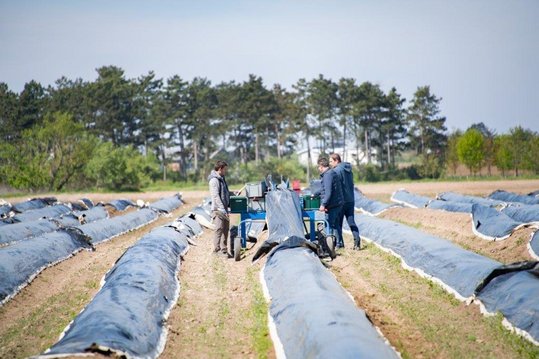 Spargelernte am Spargelfeld mit Spargelspinne
