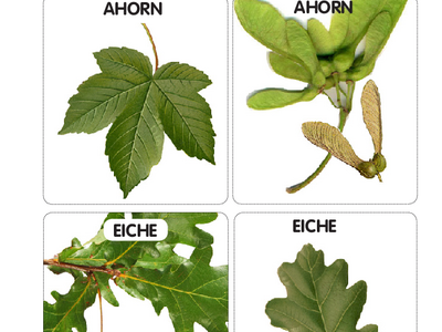 Kartenspiel: Schwarzer Baumgeist