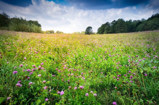 countryside meadow covered with alfalfa perspective. August land