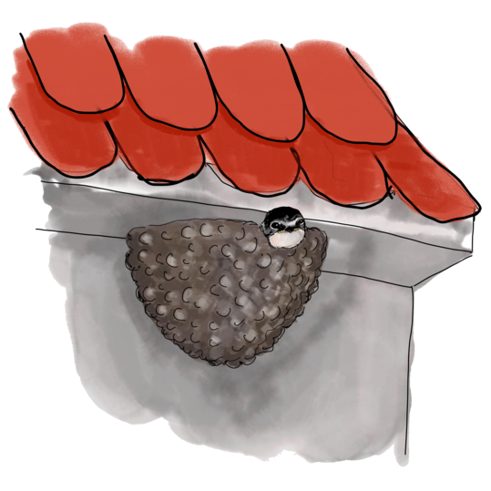 Mehlschwalbe im Nest unterm Dach