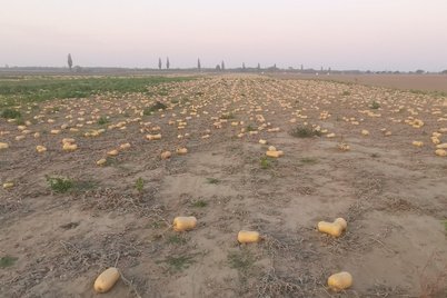 Speisekürbisse, welche im Ganzen vermarktet werden, werden händisch geerntet. ©Teresa Neuhold/LK Niederösterreich