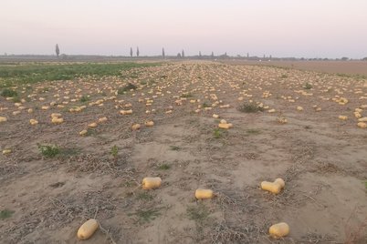 Speisekürbisse, welche im Ganzen vermarktet werden, werden händisch geerntet. ©Teresa Neuhold/LK Niederösterreich