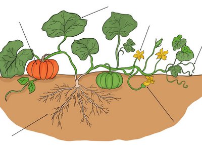 Kürbispflanze mit Blättern, Blüten und Kürbissen