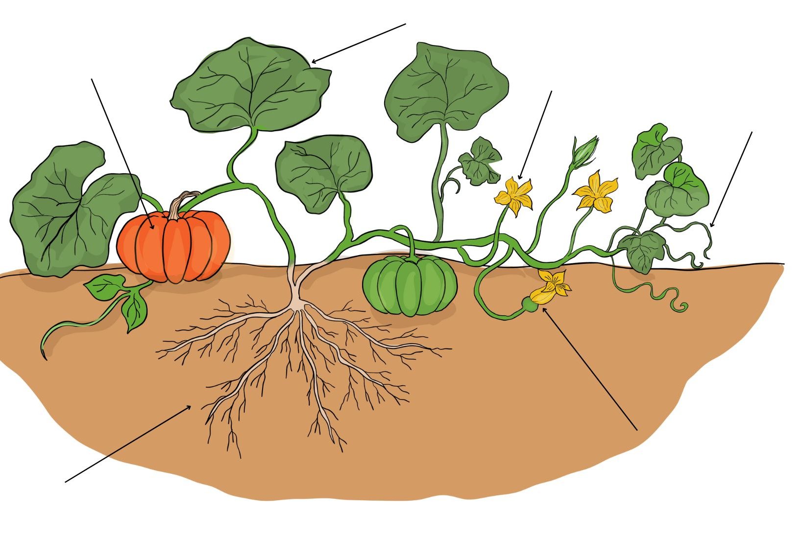 Kürbispflanze mit Blättern, Blüten und Kürbissen