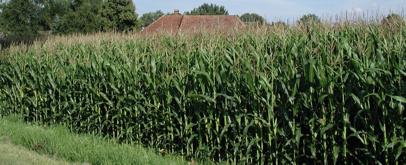 Kukuruz am Feld