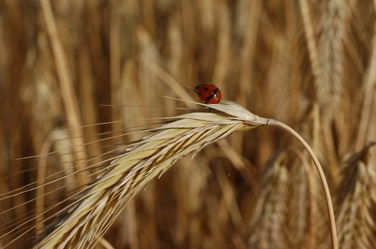Roggen in Maissau ©Harald Schally/LK Niederösterreich