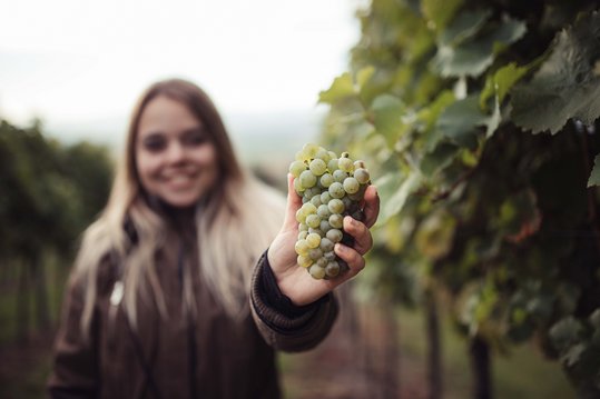 Weinkönigin Sophie Hromatka im Weingarten