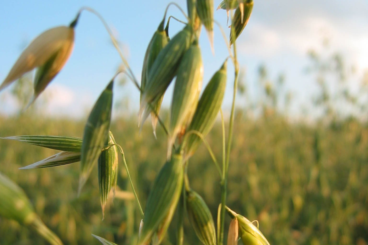 Haferrispe ©Harald Schally/LK Niederösterreich