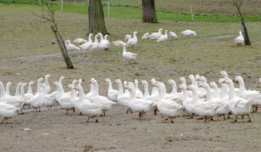 Gänse werden in kleinen Herden gehalten. © LK NÖ/Paula Pöchlauer-Kozel