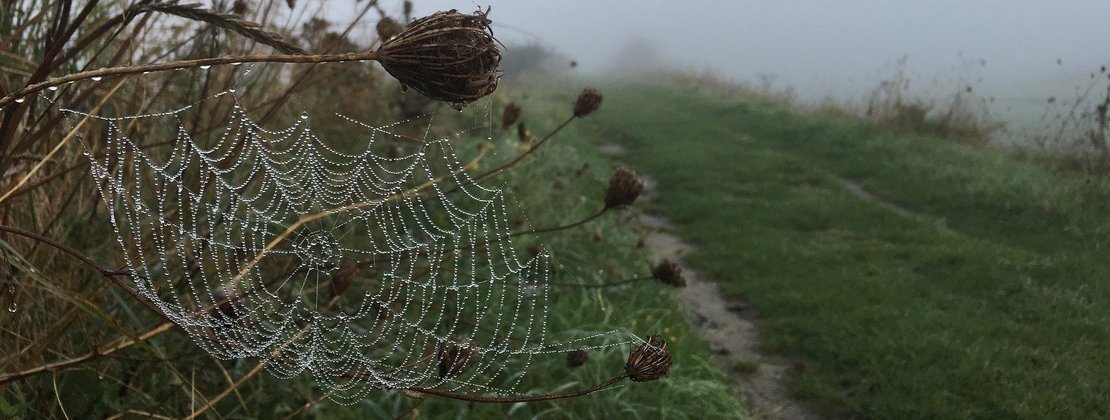 Spinnennetz neben Wegesrand ©pixabay