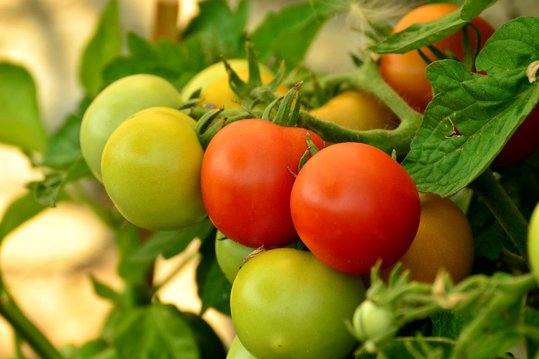 Bei Paradeisern die obersten Blüten abzwicken, die Früchte reifen sonst nicht mehr aus. ©pixabay