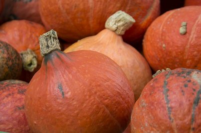 Hokkaidokürbis ©Sonja Hießberger/LK Niederösterreich