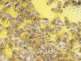 Königin blau markiert