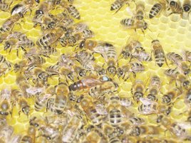 Königin blau markiert