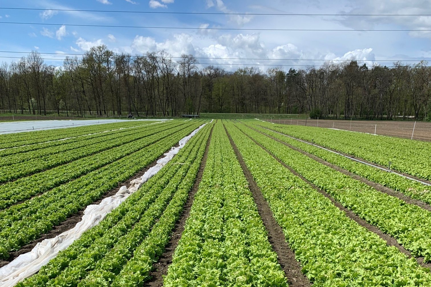 Anbau Blattsalat in Österreich