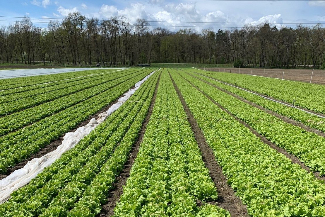 Anbau Blattsalat in Österreich