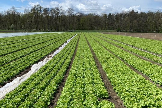 Anbau Blattsalat in Österreich