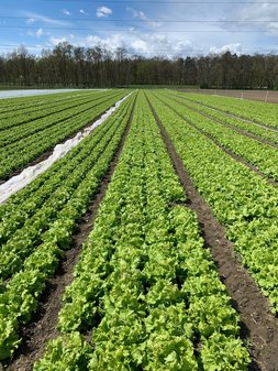 Anbau Blattsalat in Österreich
