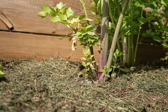 Fülle das Hochbeet jetzt mit Komposterde auf und mulche die Oberfläche mit einer dünnen Schicht aus Rasenschnitt. ©pixabay
