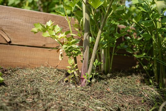 Fülle das Hochbeet jetzt mit Komposterde auf und mulche die Oberfläche mit einer dünnen Schicht aus Rasenschnitt. ©pixabay