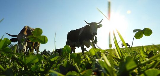 Marksteiner Georg Titelbild