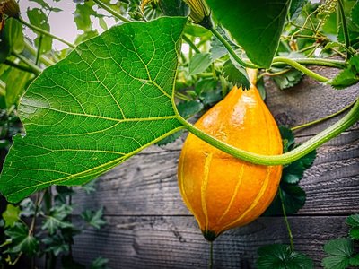 Kürbis im Hochbeet ©unsplash