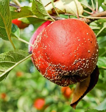 Apfelfäule ©pixabay