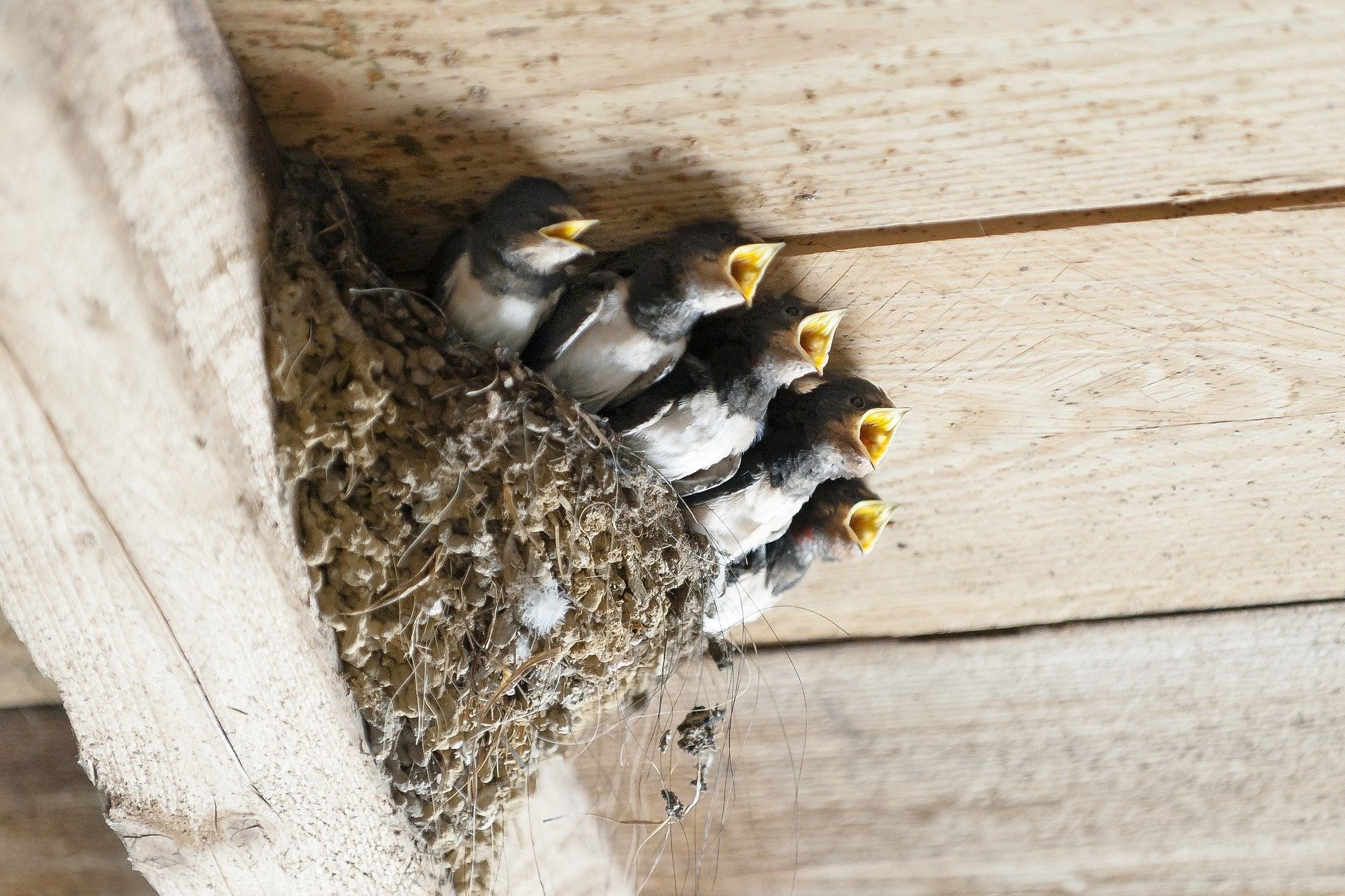 Schwalben im Nest unterm Dach