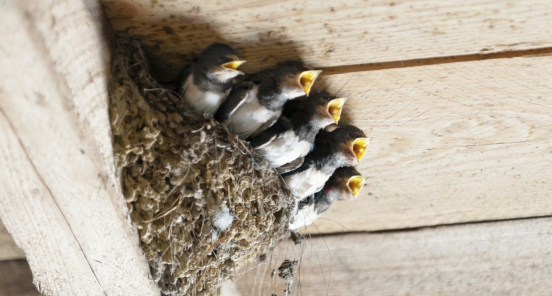 Schwalben im Nest unterm Dach