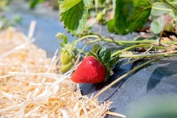 Erdbeerpflanze mit roter und grünen Erdbeeren am Feld auf einem Damm angebaut und mit Stroh eingestreut.