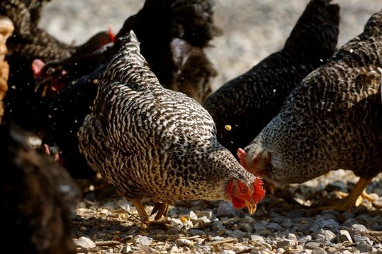 Huhn pickt in der Gruppe das Futter auf