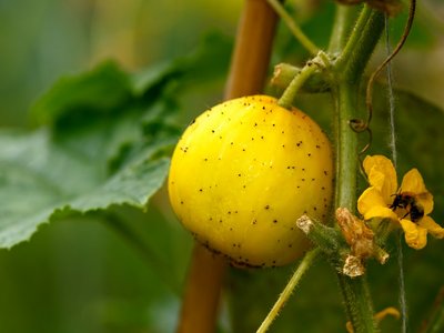 Zitronengurke - Gemüse des Jahres 2023