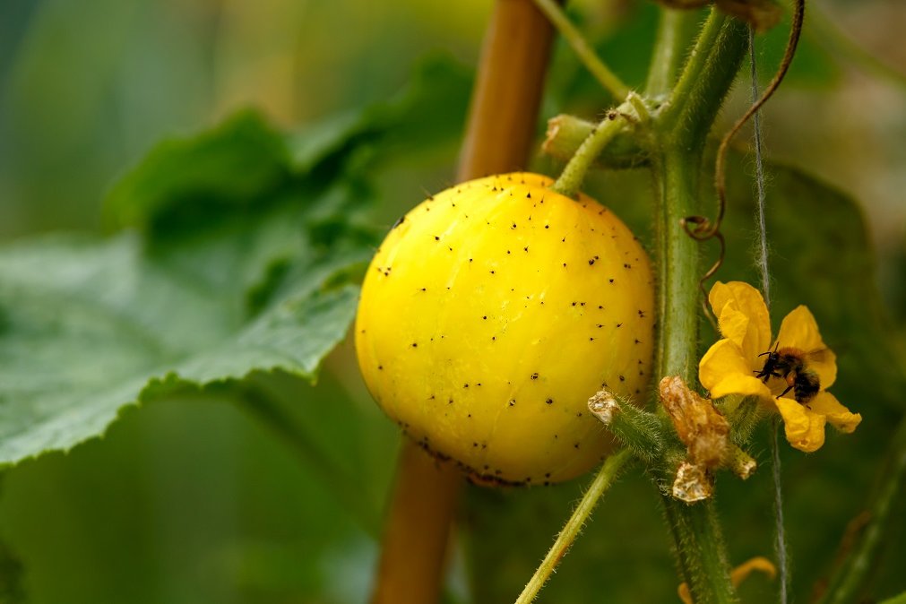 Zitronengurke - Gemüse des Jahres 2023